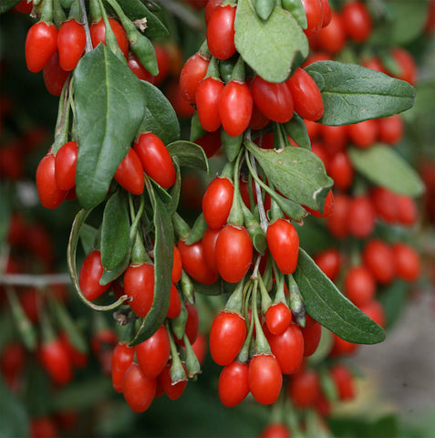 Goji Berries