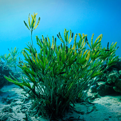 Spirulina