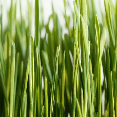 Wheatgrass