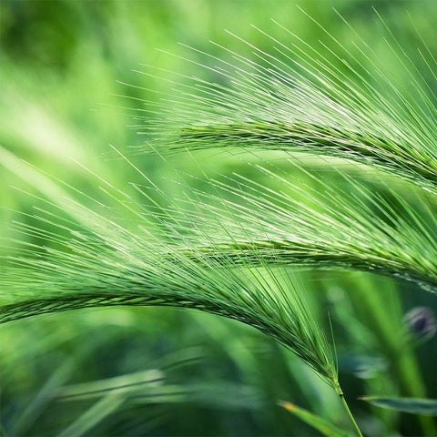 Barley Grass