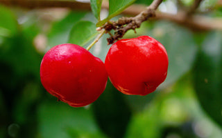 What Are The Benefits of Using Acerola For Your Skin?