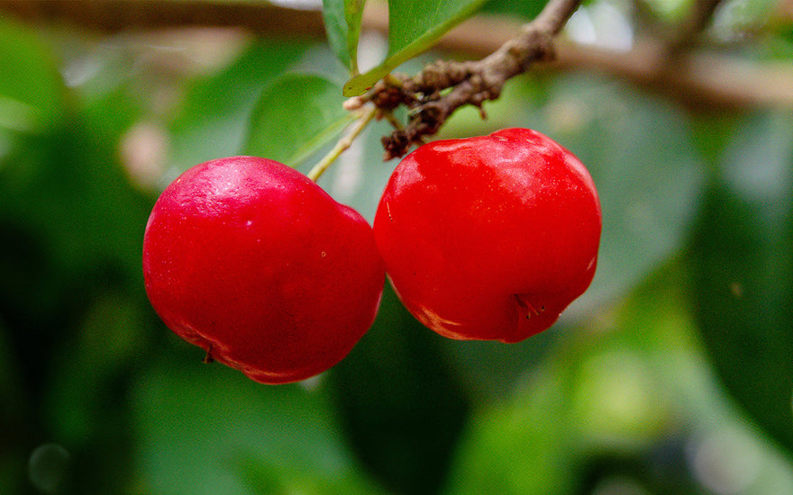 What Are The Benefits of Using Acerola For Your Skin?