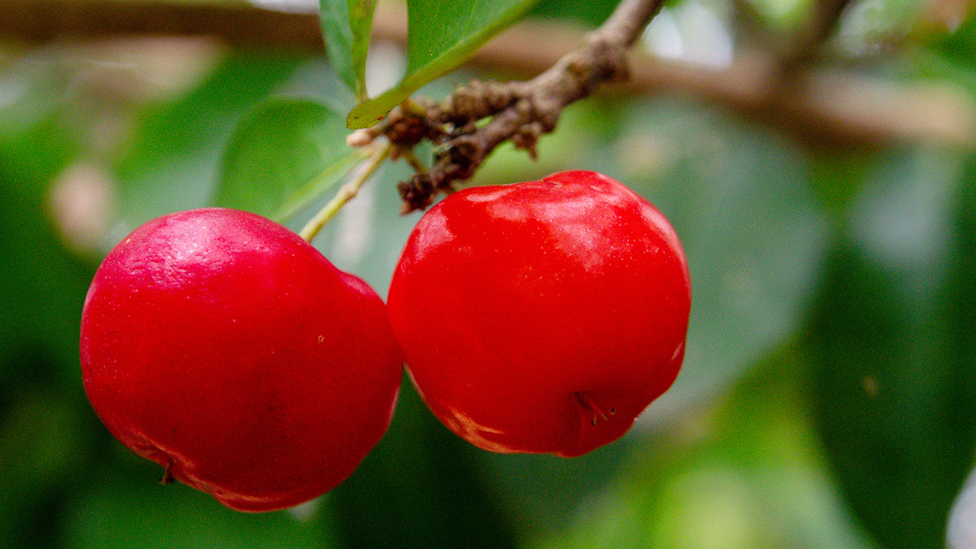 What Are The Benefits of Using Acerola For Your Skin?