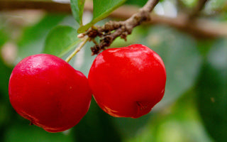 What Are The Benefits of Using Acerola For Your Skin?