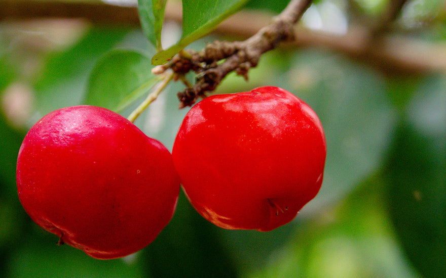 What Are The Benefits of Using Acerola For Your Skin?