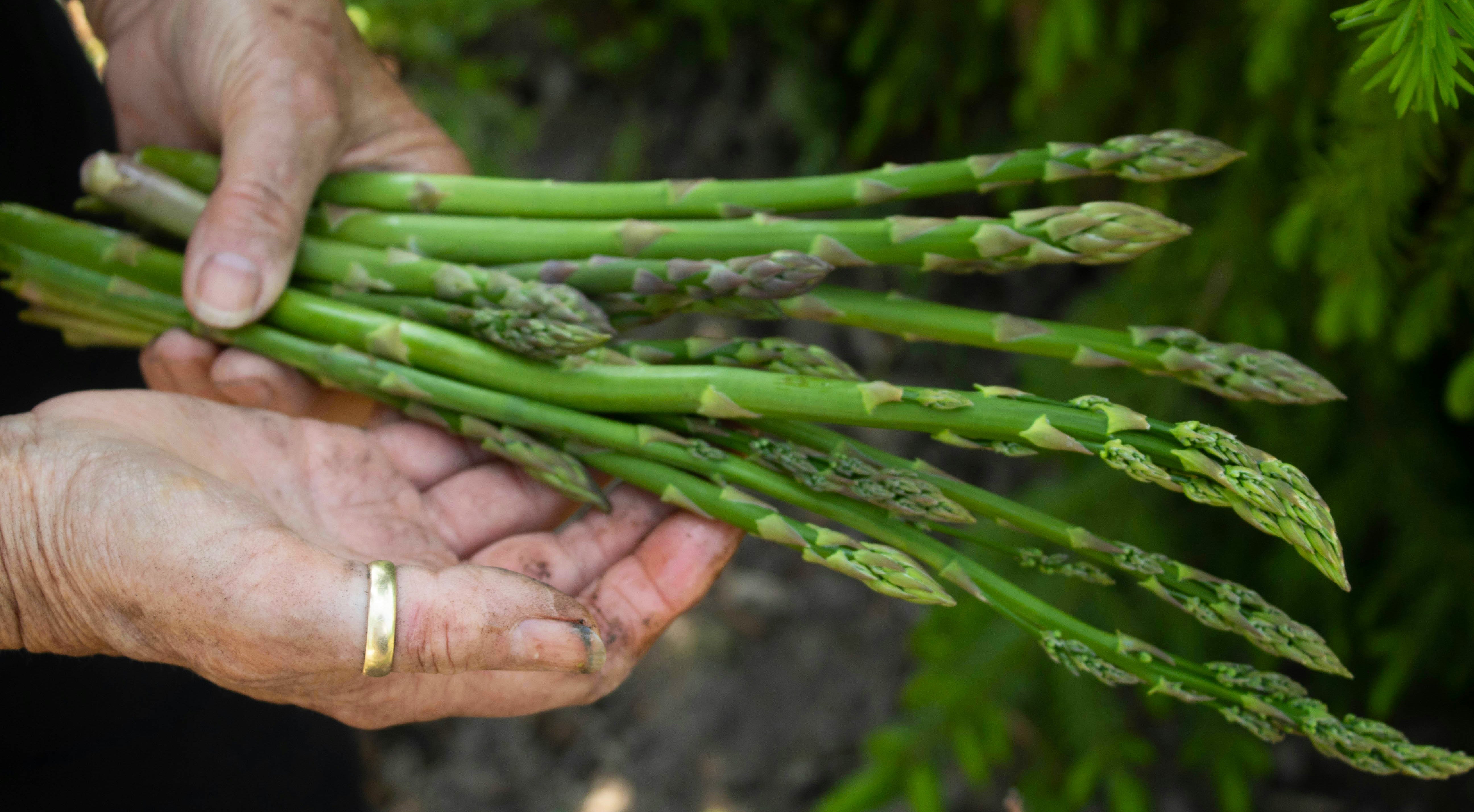 Why Skin Health Starts in the Gut