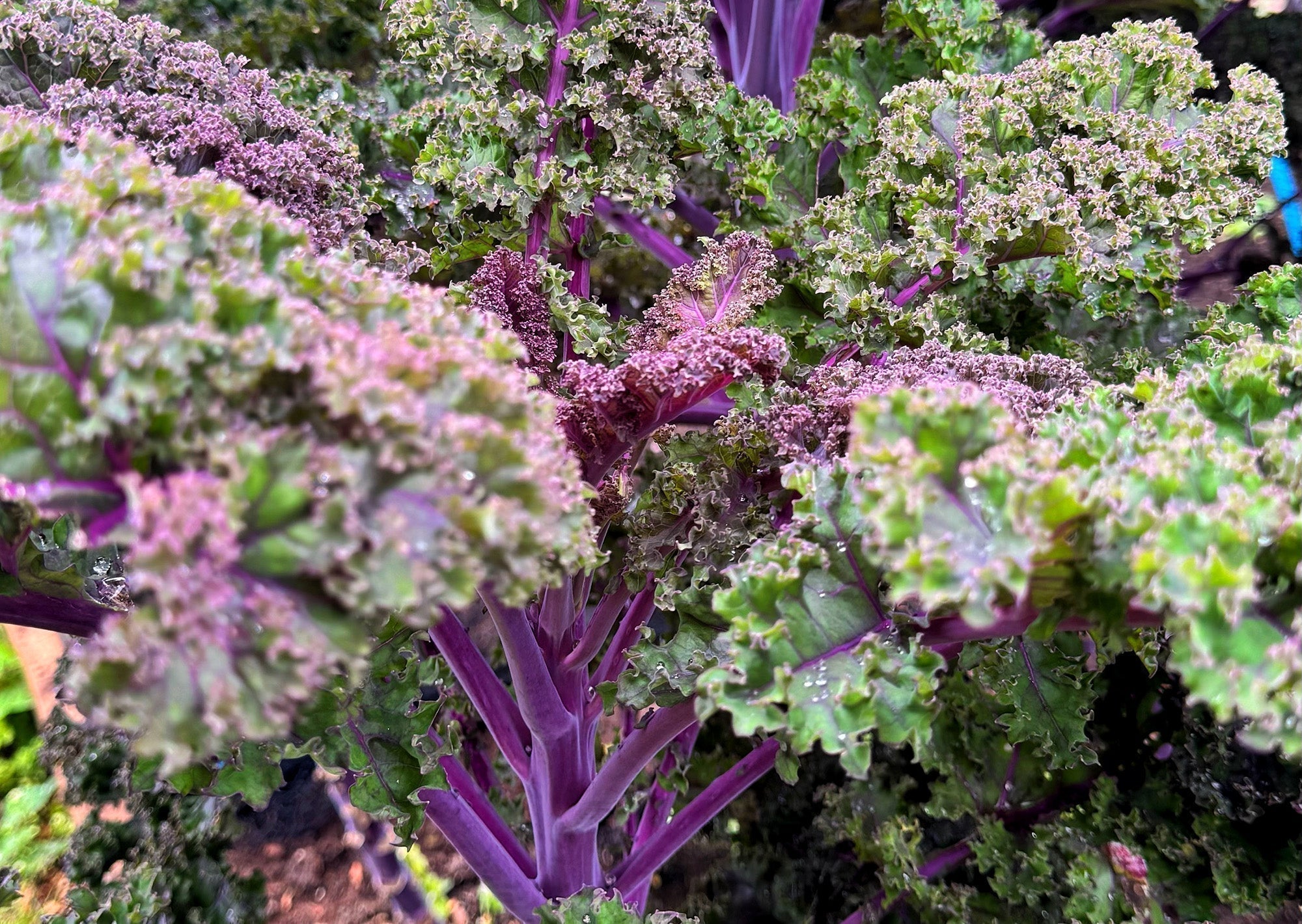 Benefits of Kale: Nutrition & Health Advantages