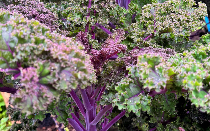 Benefits of Kale: Nutrition & Health Advantages