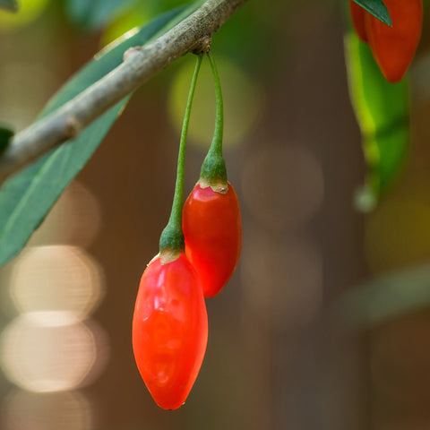 Tibetan Goji Berries