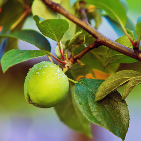 Organic Apple Powder