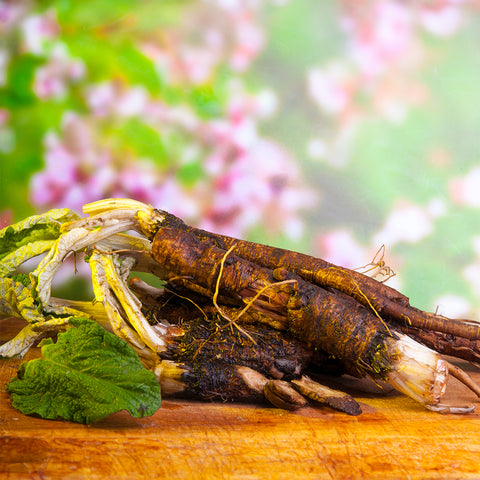 Organic Burdock Root