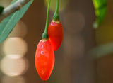 Goji Berries