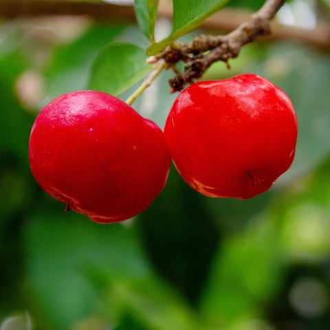 Organic Acerola