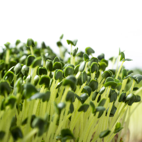 Organic Alfalfa