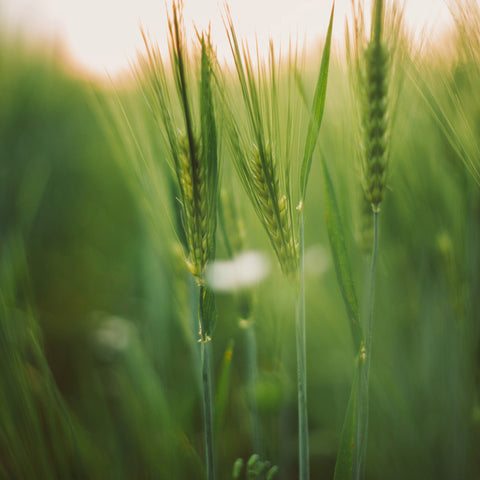 Organic Barley Grass