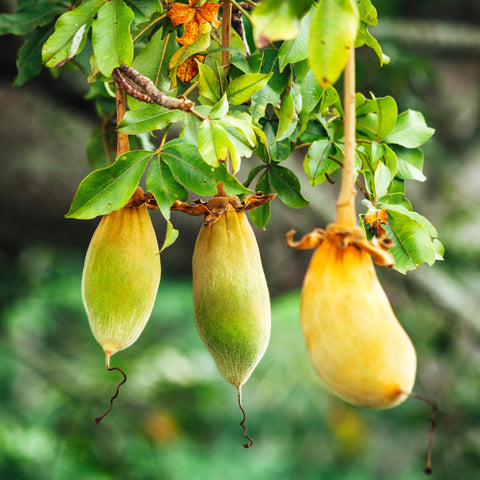 Organic Baobab