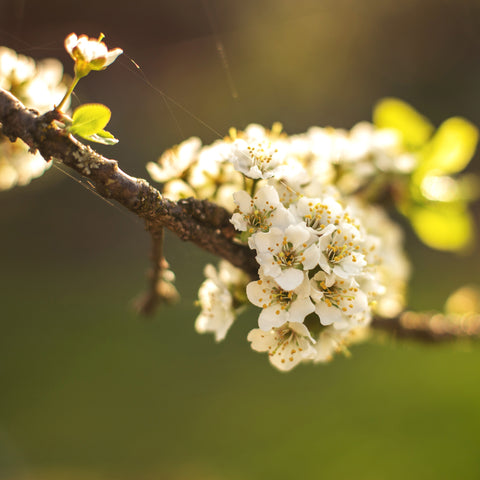 Meadowsweet