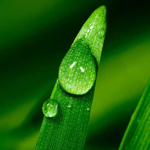 Organic Wheatgrass