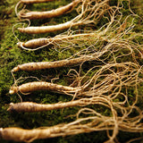 Ginseng Panax