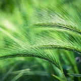 Barley Grass